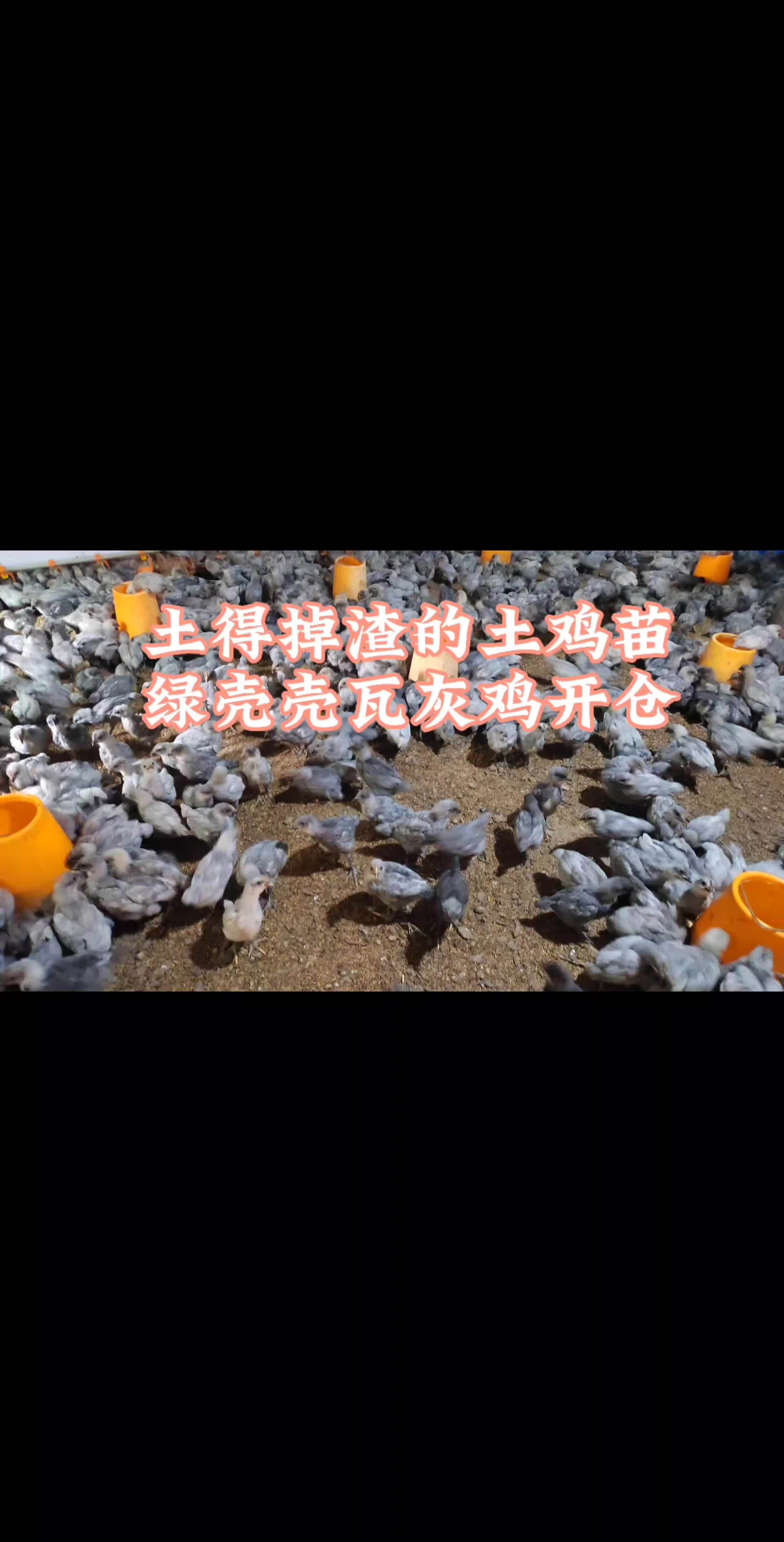 养殖越来越卷,更要选好品做好管理,否则都是白忙活 绿壳蛋鸡 瓦灰鸡 轩源农场
