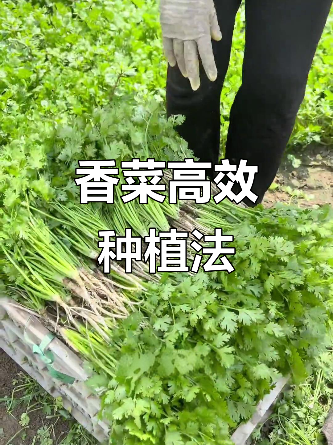香菜种植小技巧，快速出苗又整齐