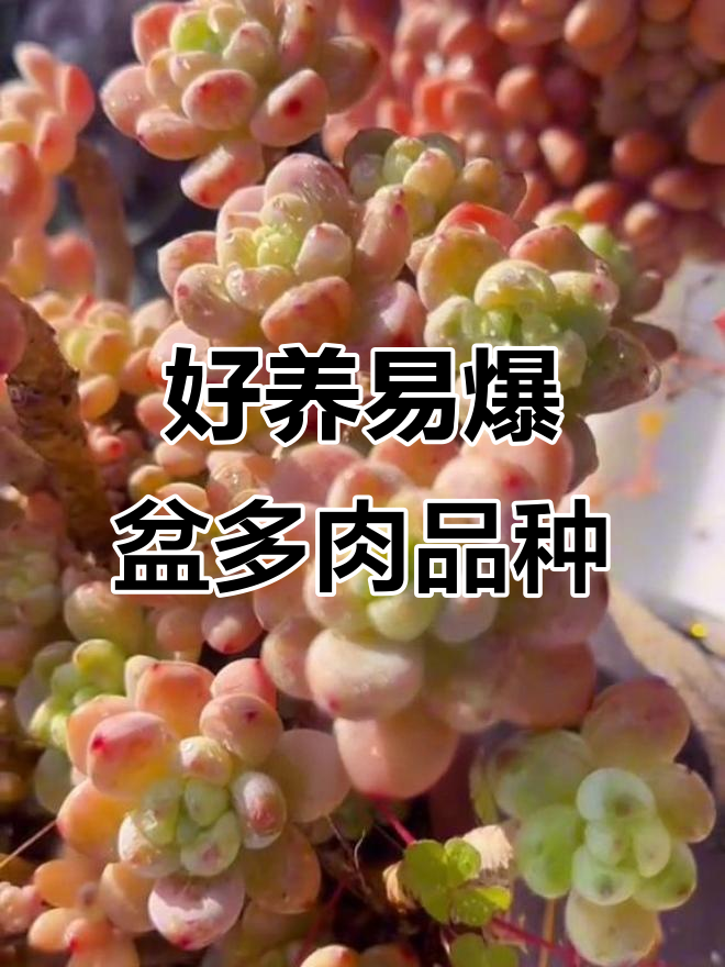 10款超容易爆盆的多肉植物,轻松养护不费力