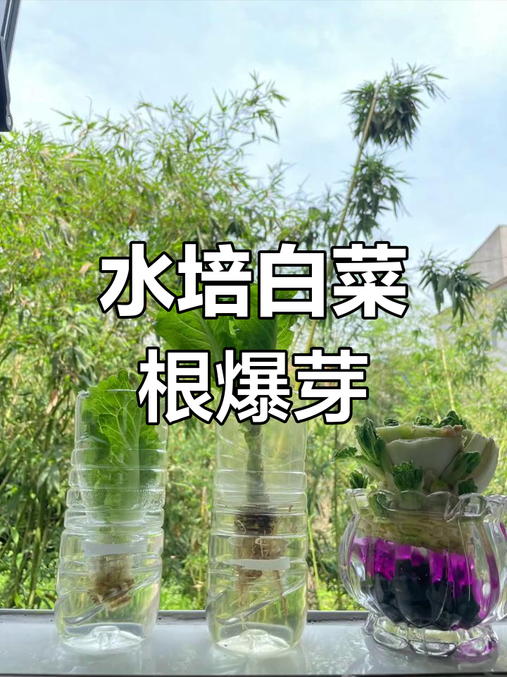 一颗白菜根,爆芽29个头,水培蔬菜新奇体验