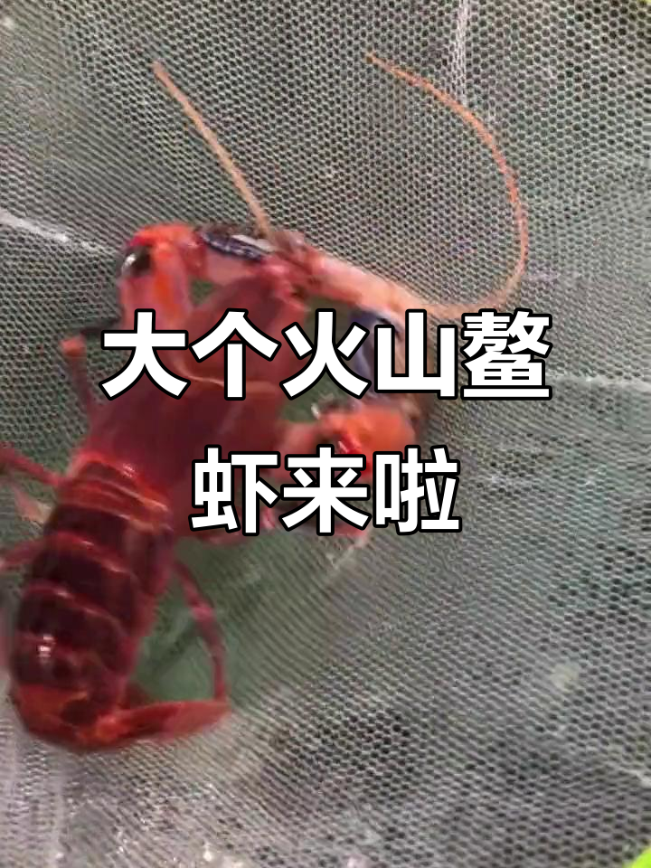 广州客户定制大鳌虾,公母都有!