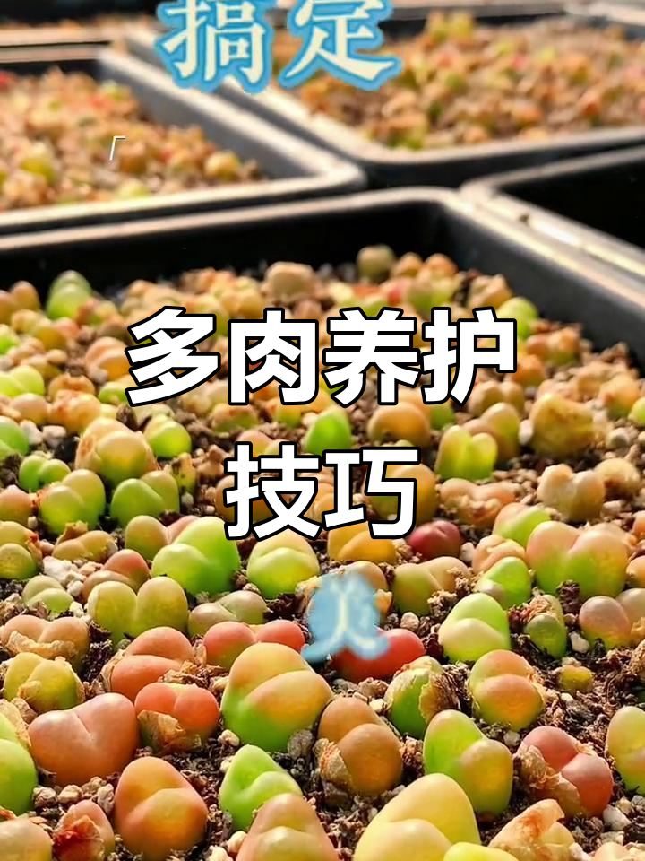 毛汉尼养护小贴士,轻松种植多肉