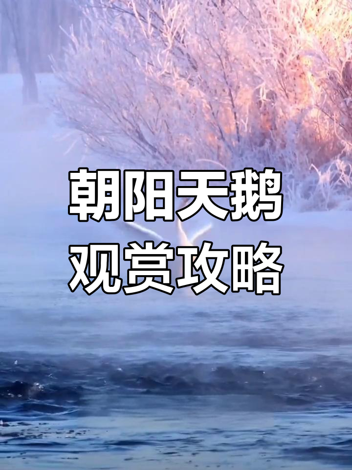 辽宁朝阳天鹅湖,西伯利亚白天鹅栖息地