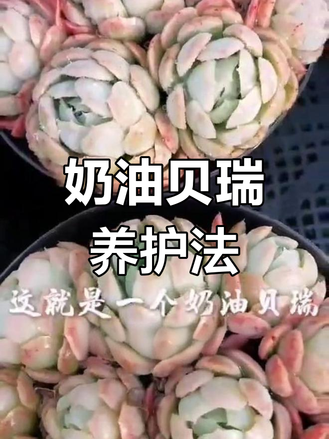 奶油贝瑞养护技巧,掌握这4要点状态更佳