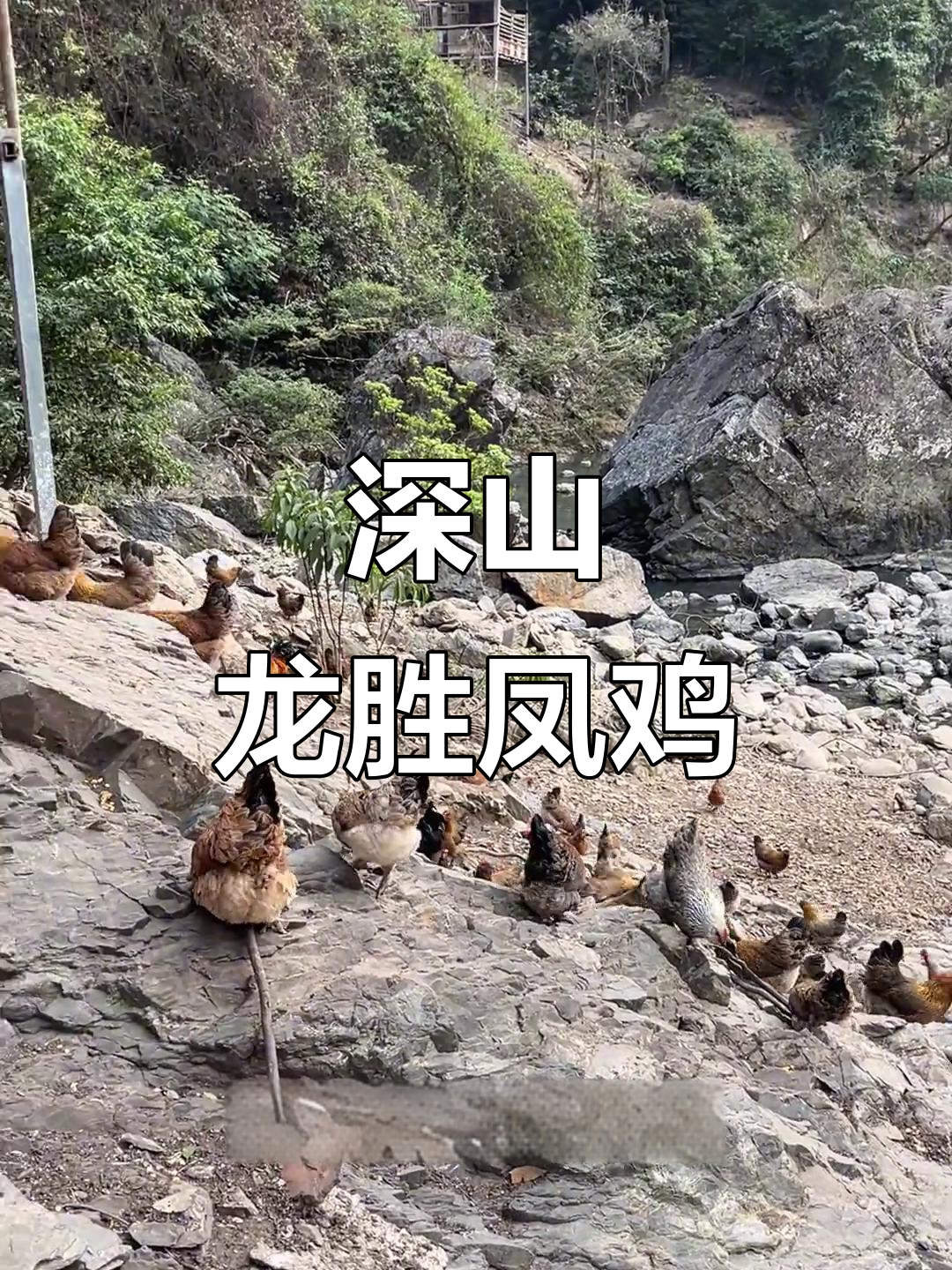 龙胜凤鸡散养深山，海拔千米健康无忧