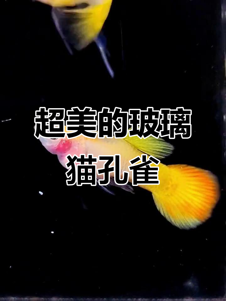 皇家日落玻璃猫孔雀鱼,超美梦幻水族体验