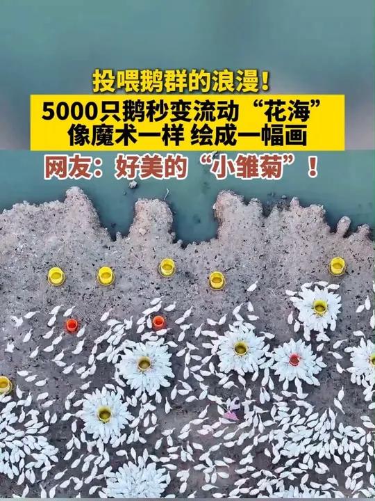 投喂鹅群的浪漫！5000只鹅秒变流动“花海”像魔术一样 绘成一幅画 网友：好美的“小雏菊”