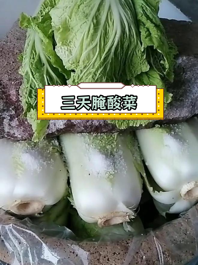 东北酸菜腌制全攻略,三天晾晒后撞缸压实