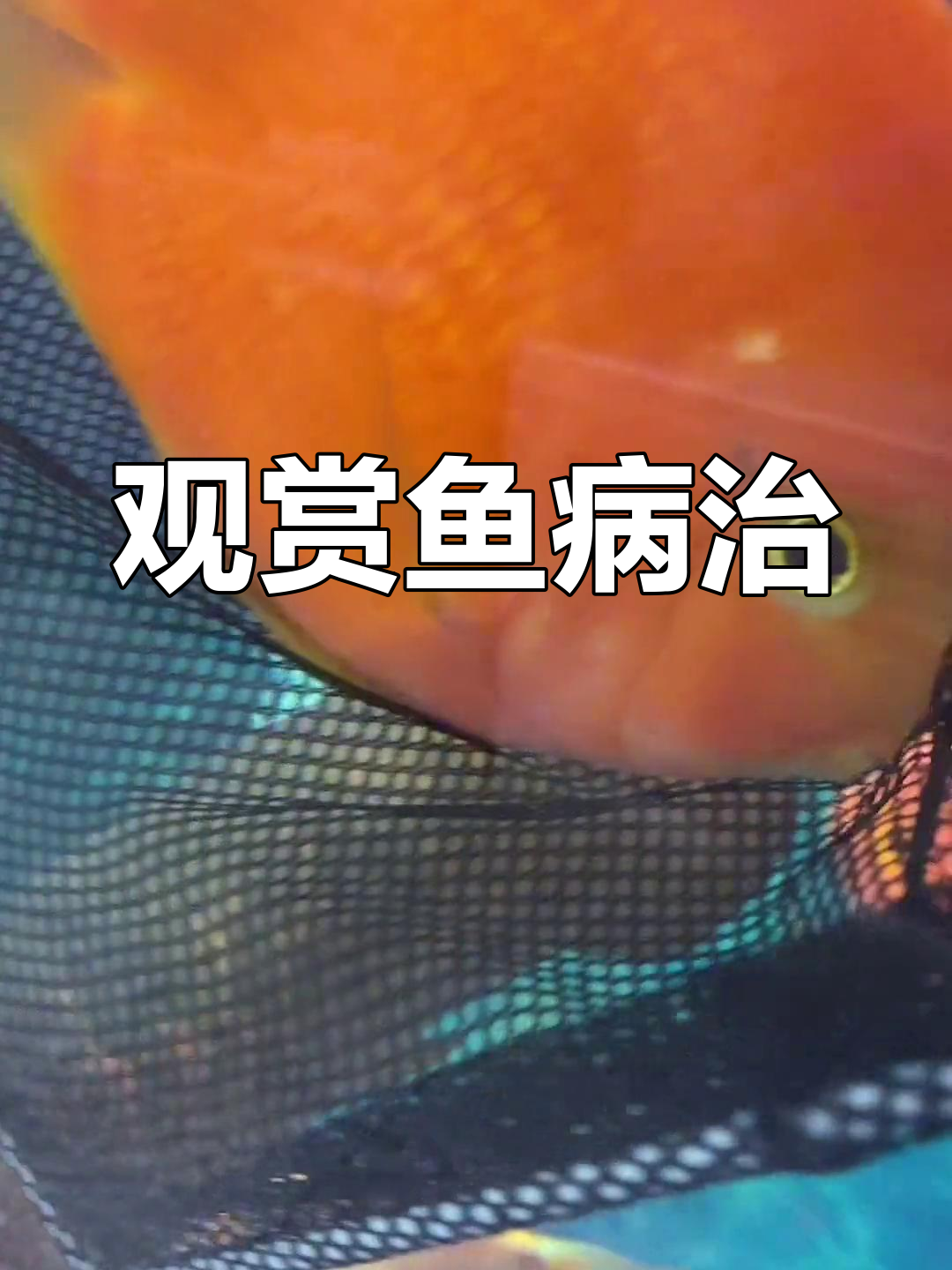 鹦鹉鱼头洞与突眼治疗法