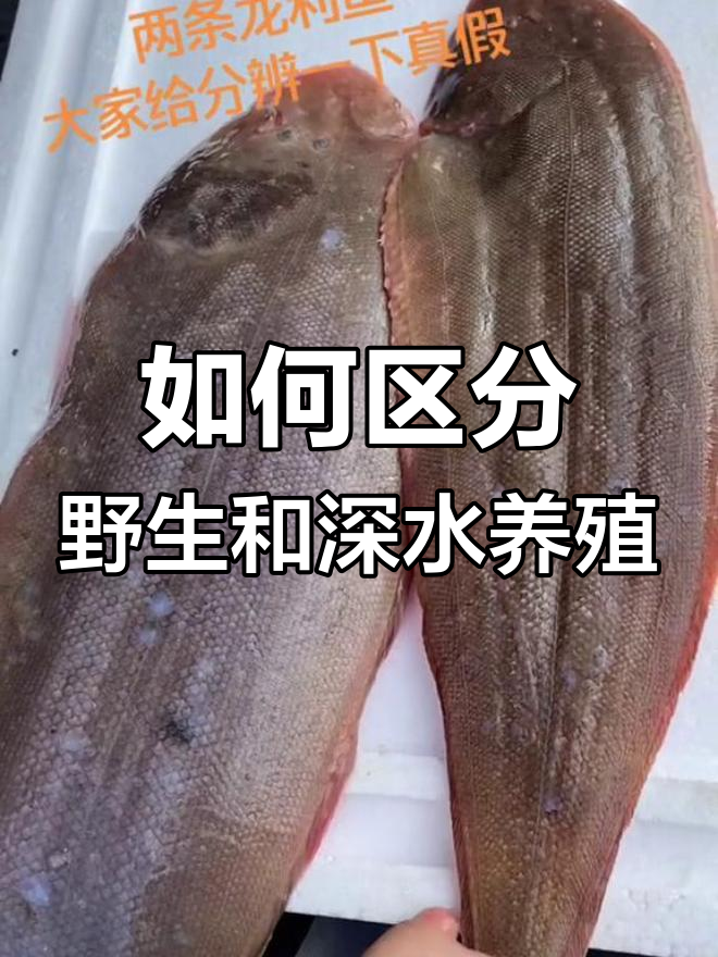 野生与养殖龙利鱼对比,如何分辨?