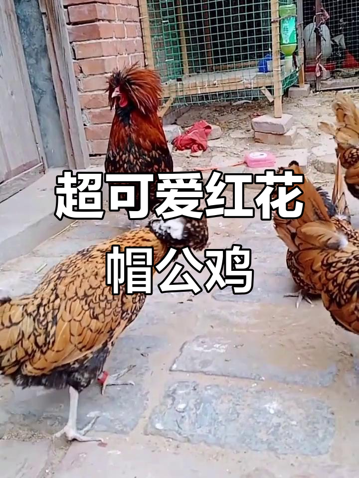 红花帽子公鸡,背头造型超萌!