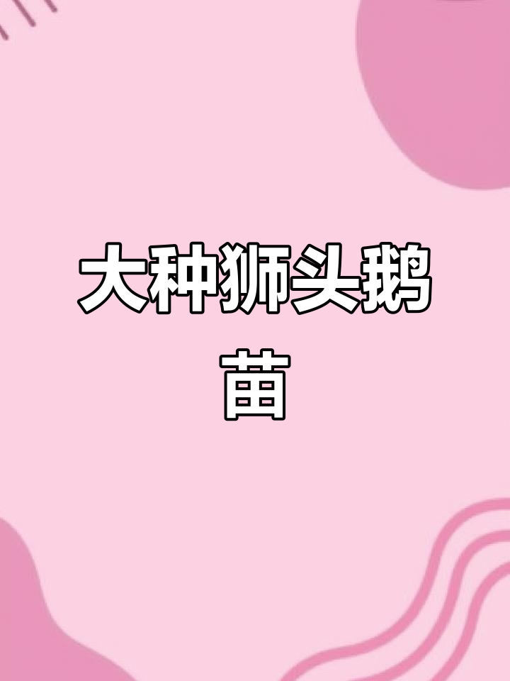 纯种狮头鹅苗,澄海大种狮头鹅来啦!