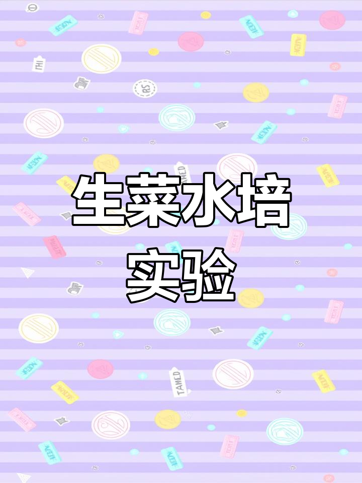 水培生菜头成长记录