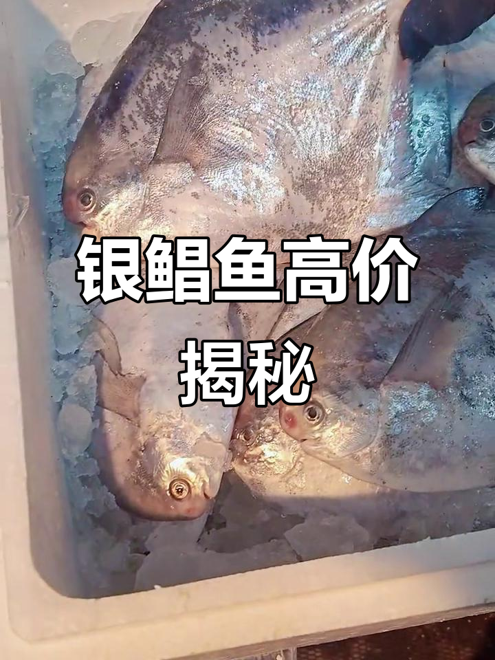 浙江银鲳鱼价格暴涨,一斤卖两千元!