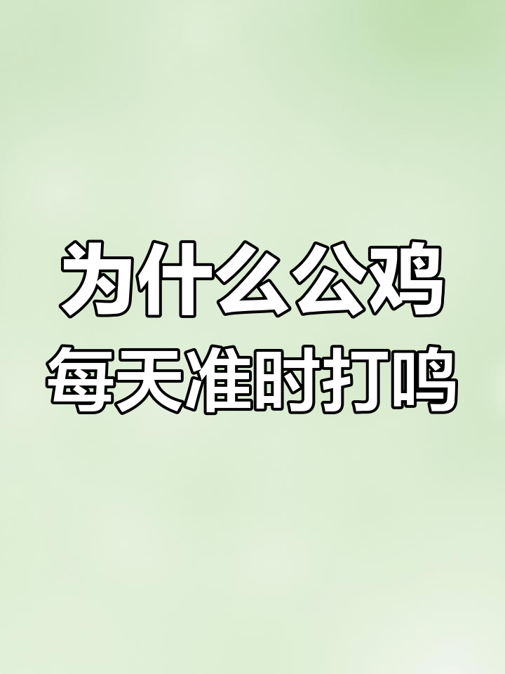 公鸡打鸣的秘密:它如何知道什么时候该叫?