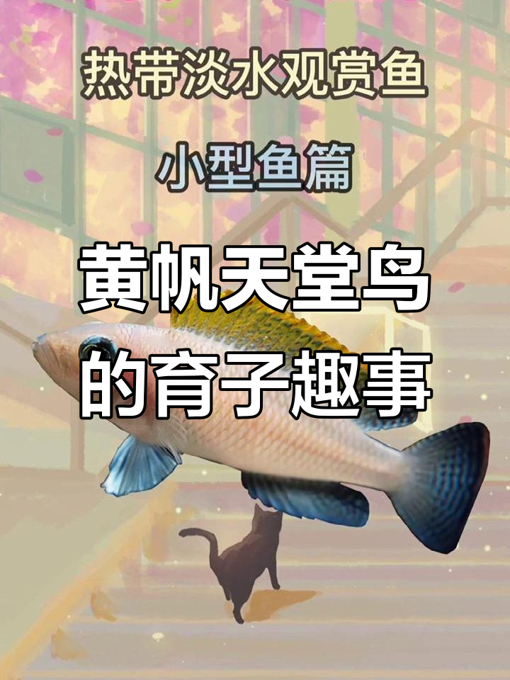 热带观赏鱼小知识:黄帆天堂鸟与斑母鱼的育儿故事