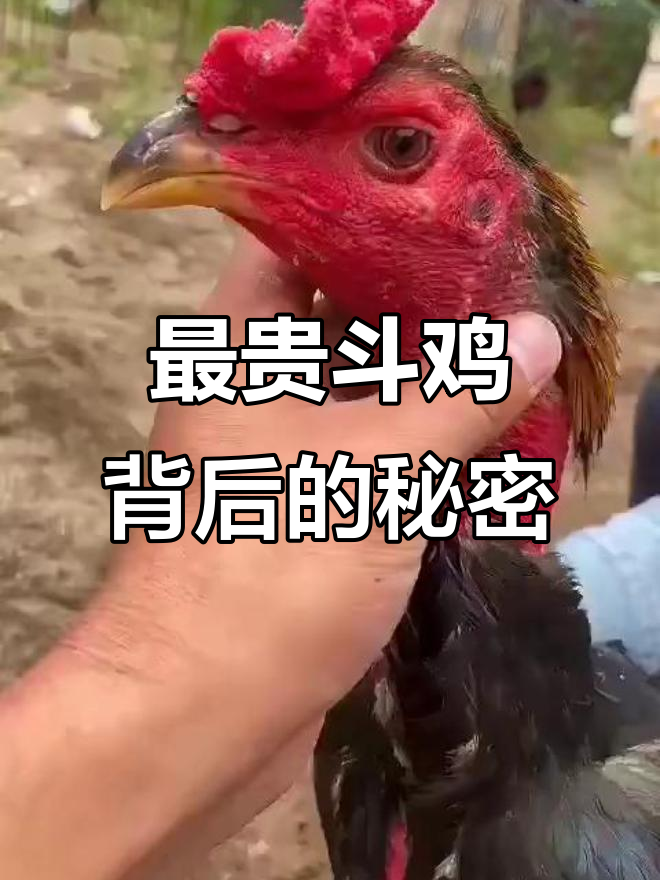 斗鸡为何能卖到几十万？亚洲最贵的竞技品种揭秘