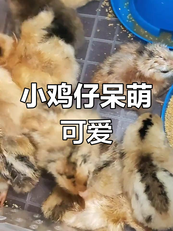 22天小鸡出壳,萌态十足!眼线鸡、黑腿鸡都有