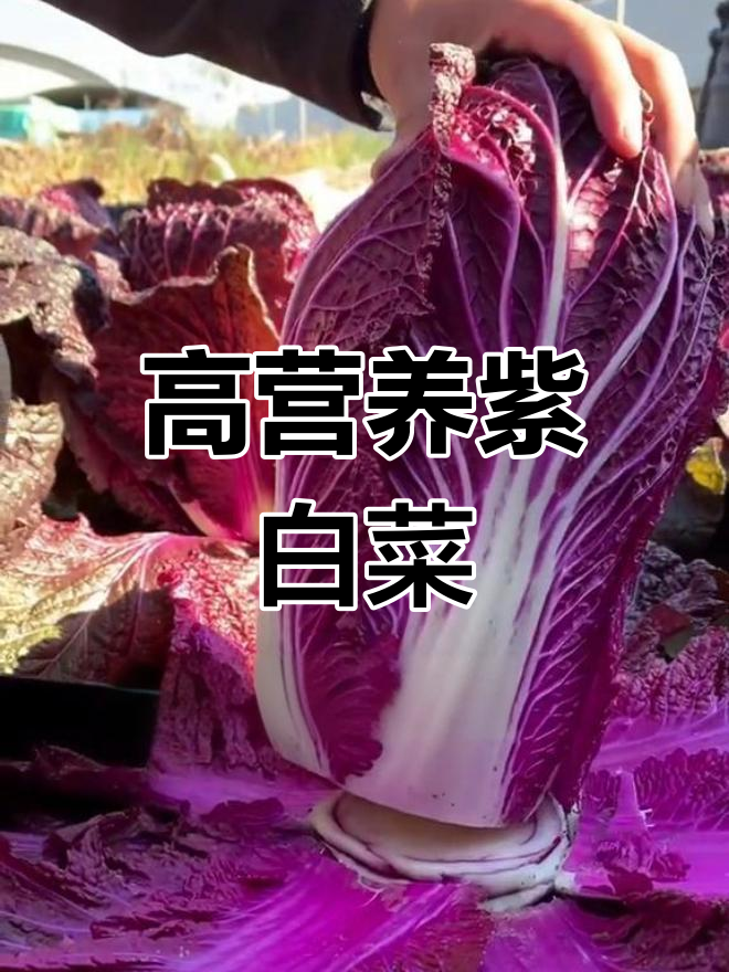 紫白菜的营养价值更高,口感脆甜