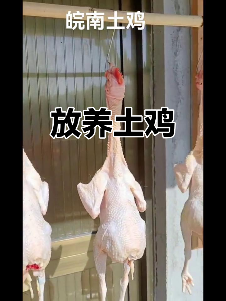 土鸡自由放养,呼吸清新空气,吃天然食物,健康无忧