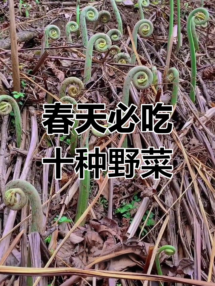 春季十大常见野菜,你吃过几种?