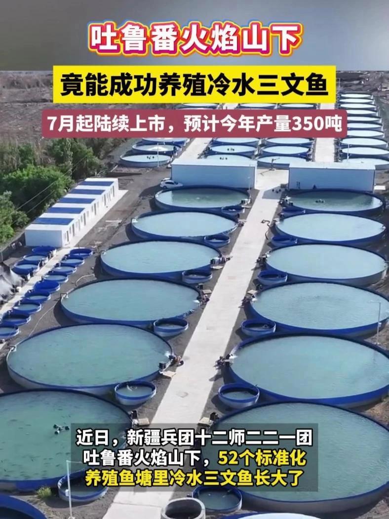 吐鲁番火焰山下竟能成功养殖冷水三文鱼,7月起陆续上市,预计今年产量350吨!三文鱼 冷水鱼