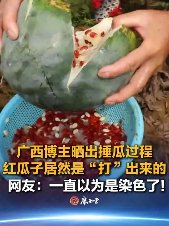 广西人“打”红瓜子你见过吗?据了解,这种西瓜一般是专门为了取瓜子而种植,瓜的果肉也可以直接