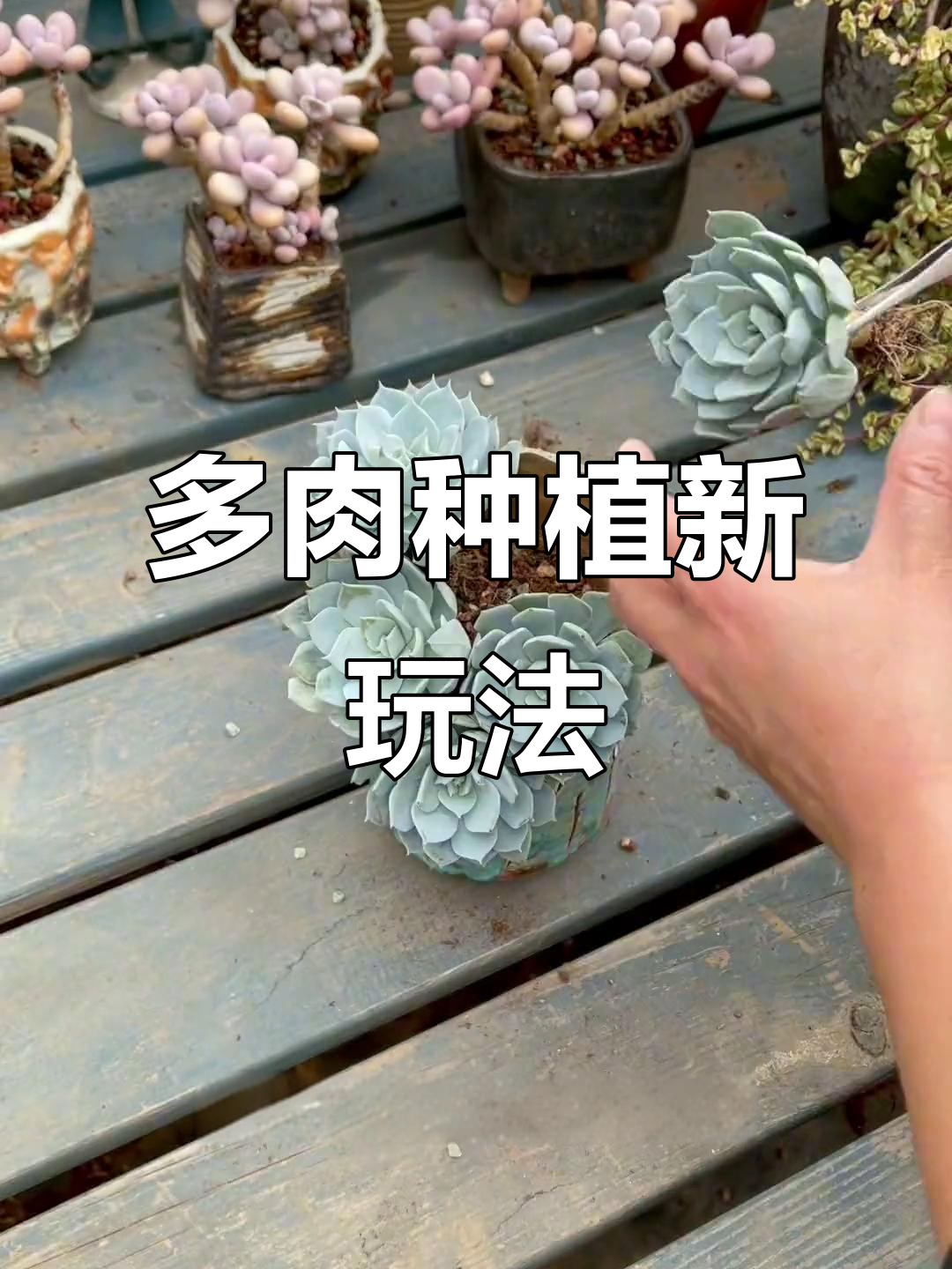 生活中的废弃物也能变废为宝,种多肉创意无限!