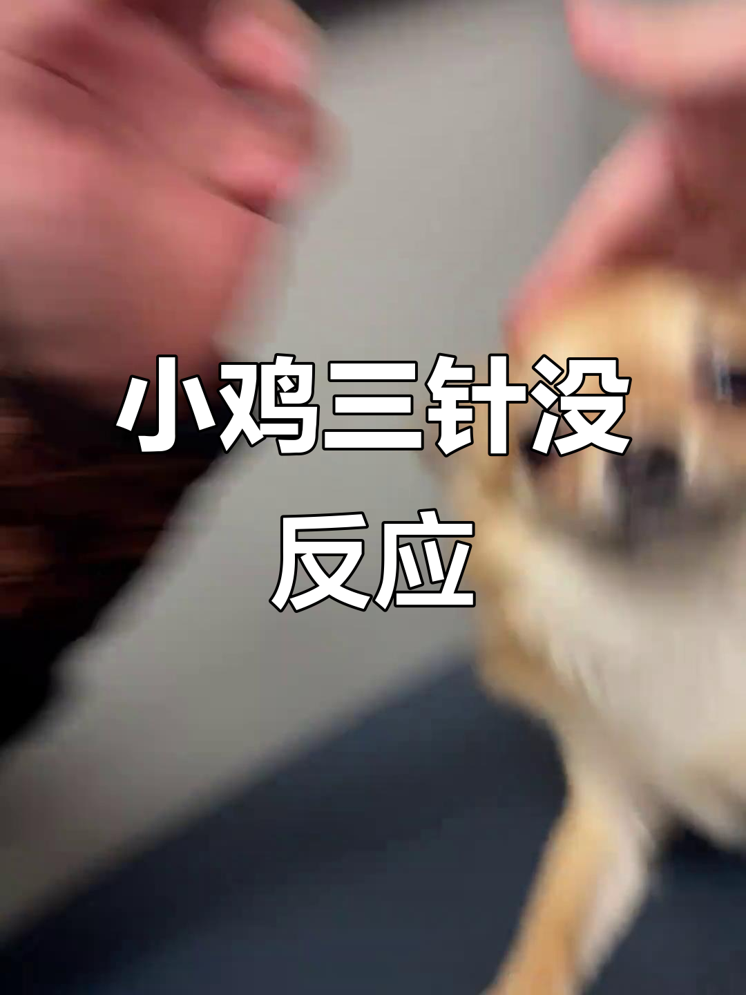 小鸡打针不吭声,真勇敢!奖励三个饺子