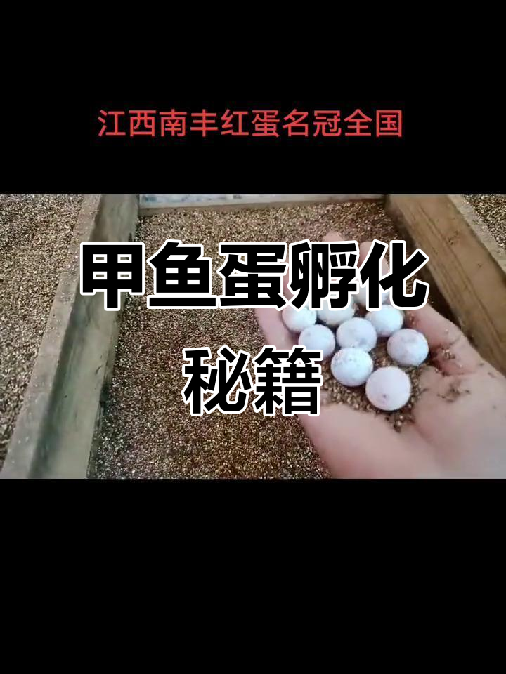 分享甲鱼蛋孵化经验，各种品种大比拼！