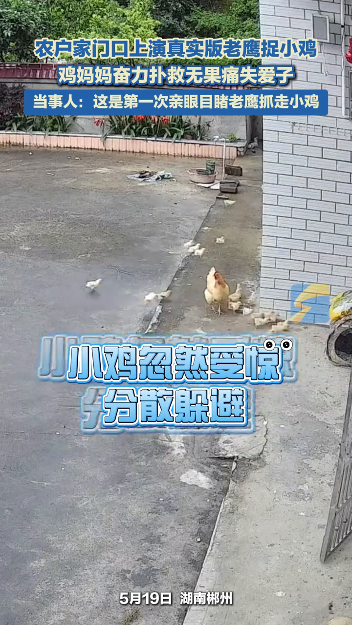农户家门口上演真实版老鹰捉小鸡，鸡妈妈奋力扑救无果痛失爱子