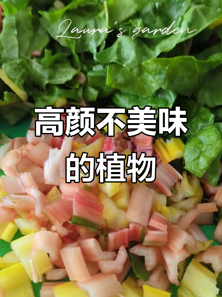 瑞士甜菜色彩斑斓,颜值高却不太美味,冬季也能种植