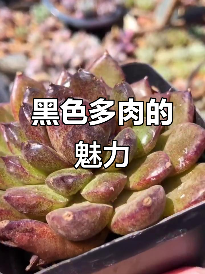 黑玫瑰多肉,独特暗黑风格,谁不爱?