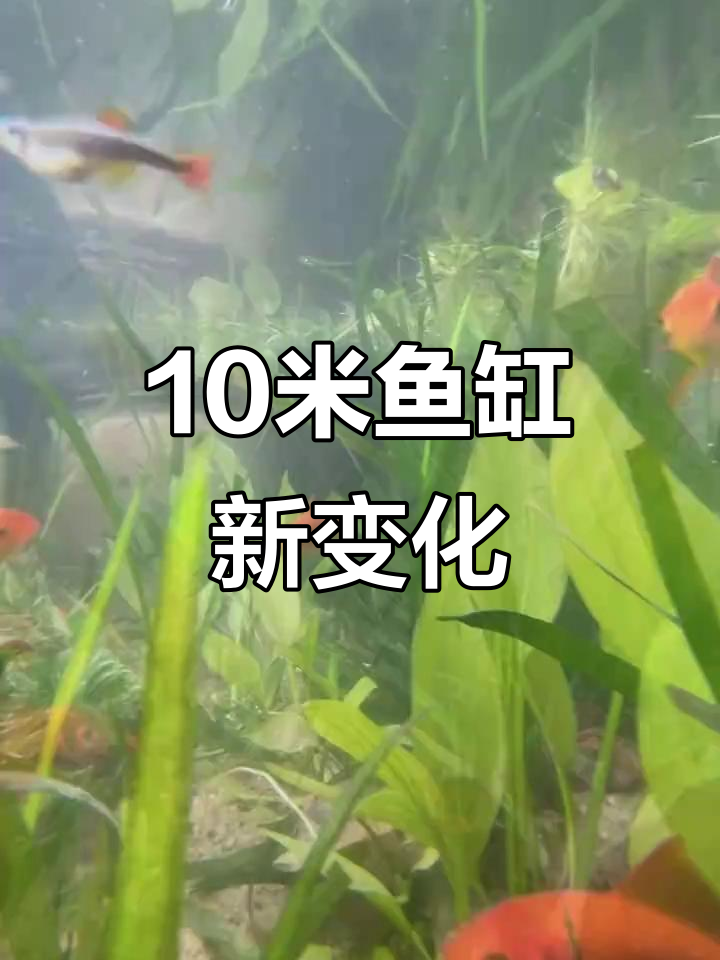 十米鱼缸大更新,水草茂盛鱼儿欢快