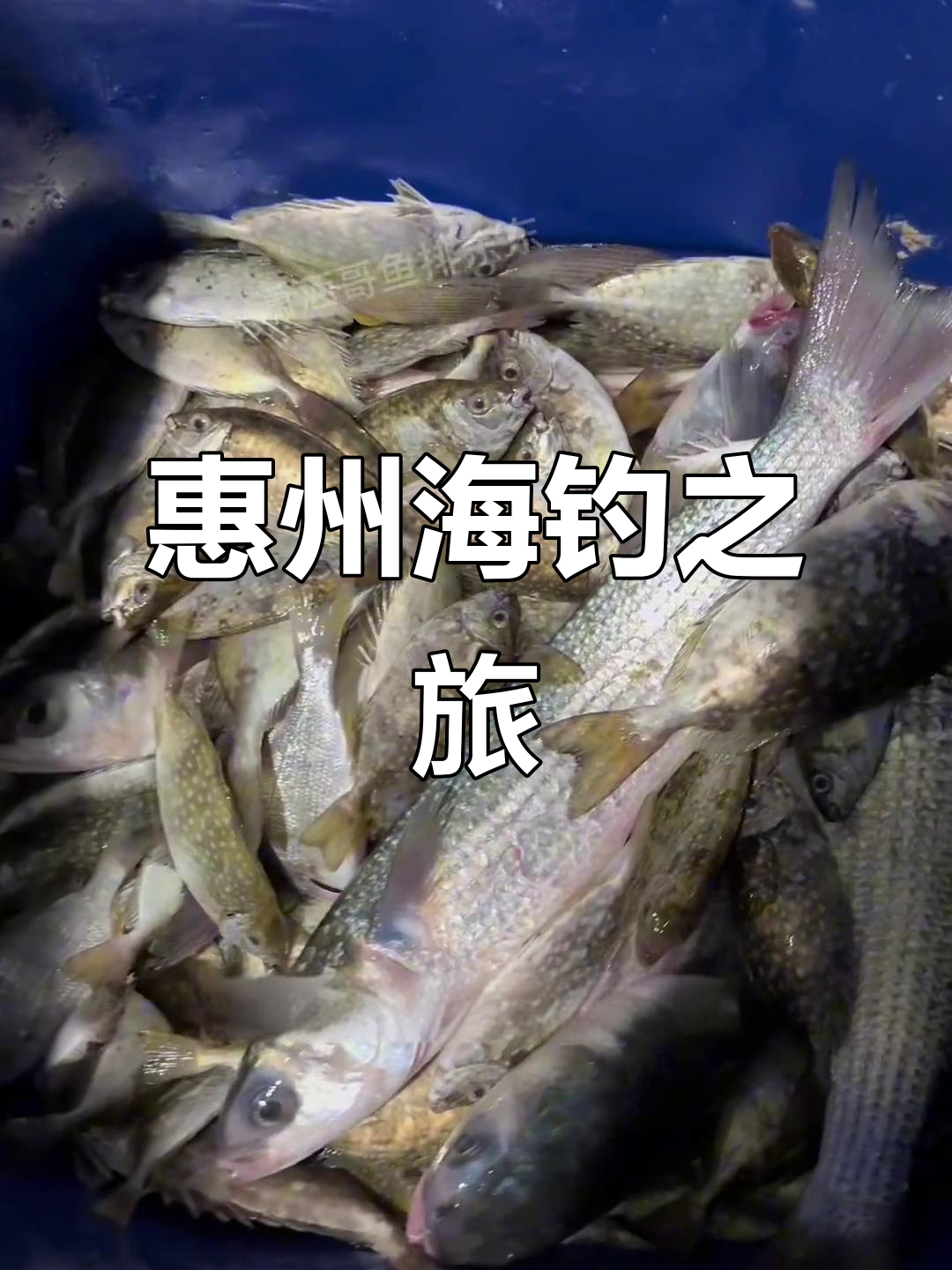 惠州荒岛钓鱼体验,包船出海捕捞野生鱼