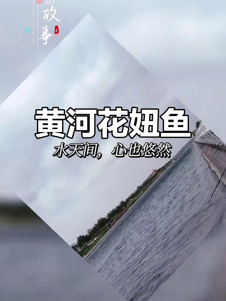 花妞鱼,黄河流域的独特风景,色彩斑斓,冬季仍活跃