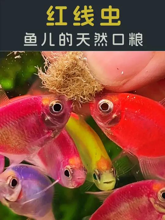 养鱼最好定期喂鱼吃天然食物!养鱼 鱼粮 喂鱼达人 新手养鱼 水族
