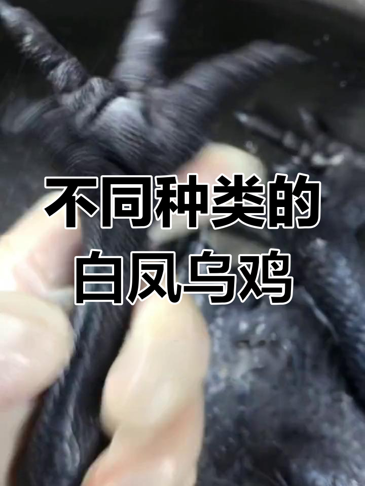白凤乌鸡品种与包装差异