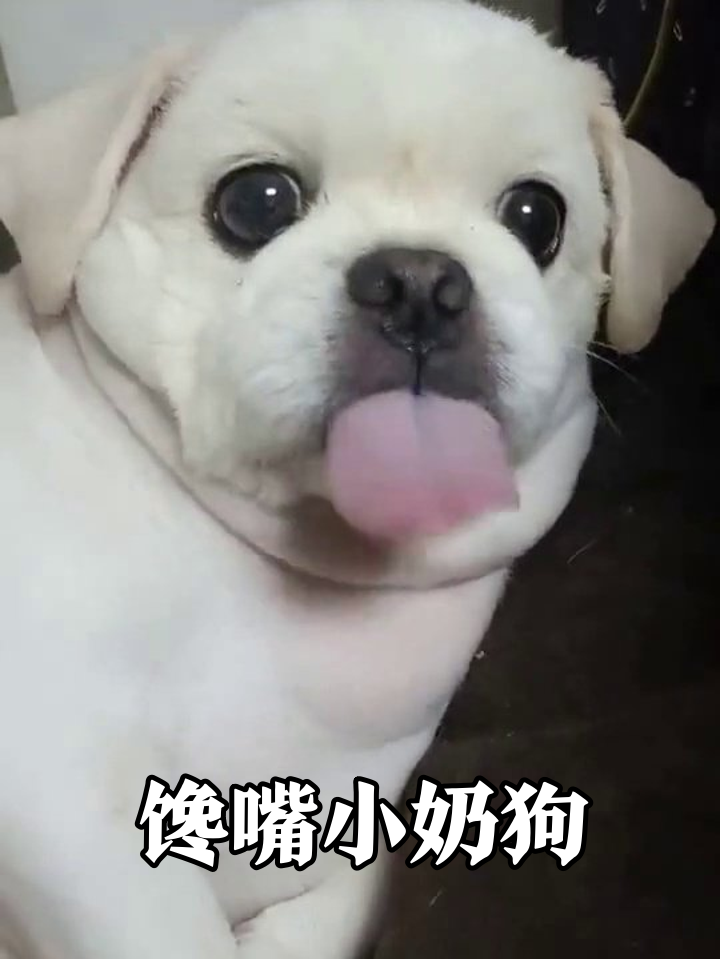小狗吐舌讨食萌化了!腮帮子鼓成小包子