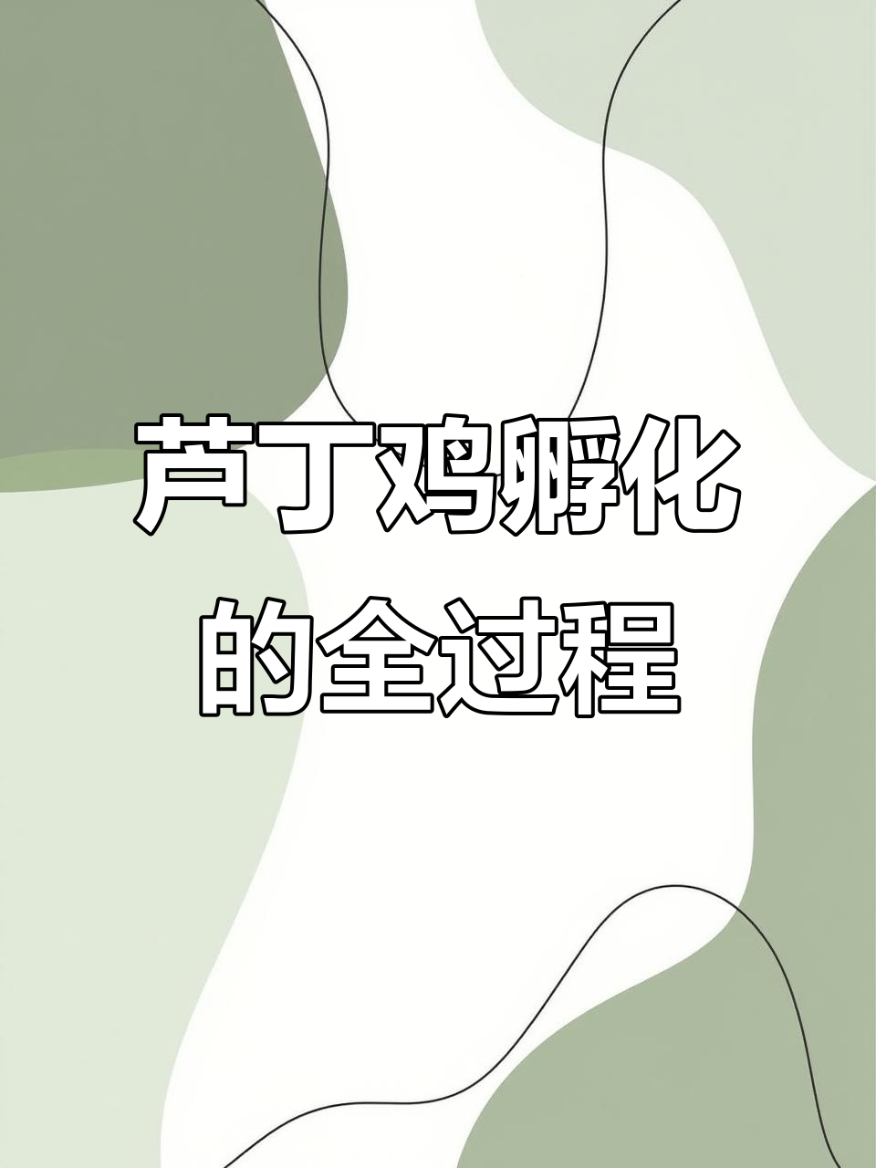 芦丁鸡孵化全流程：飞碟款孵化器轻松搞定