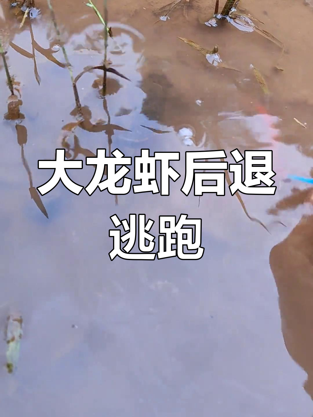 稻田里发现一只会退着走路的大龙虾,竟然被大螃蟹夹住!