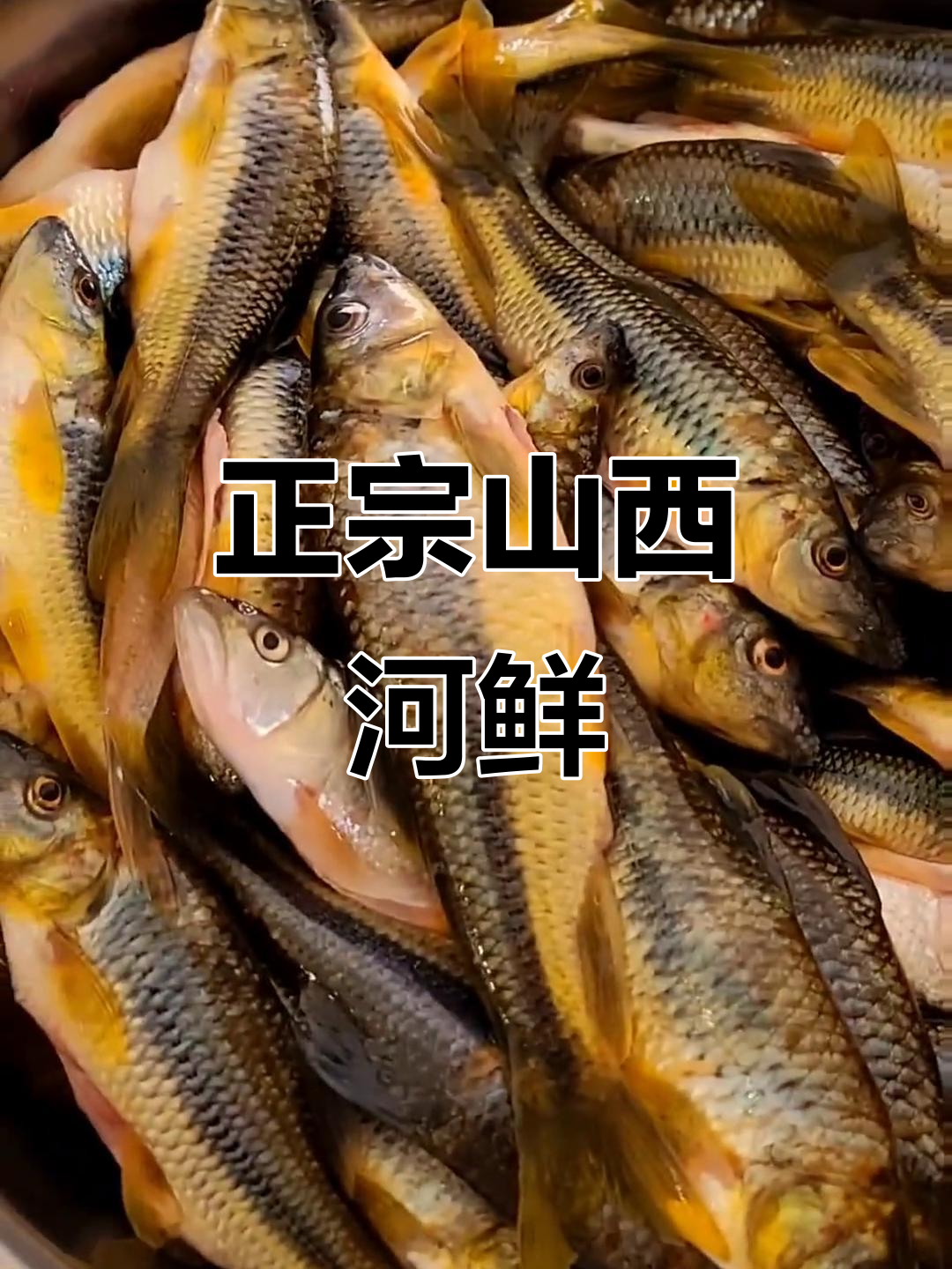 山西老石斑，三指大刺猬鱼来袭！