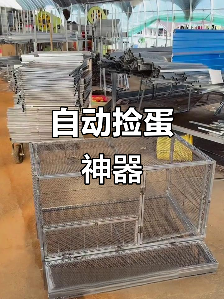 这款笼子让母鸡下蛋无忧,自动收集,省时又省力!