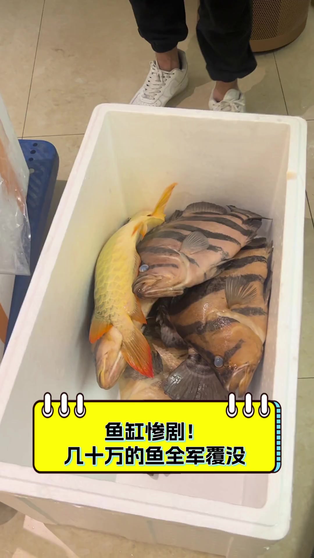 鱼缸惨剧!几十万的鱼全军覆没