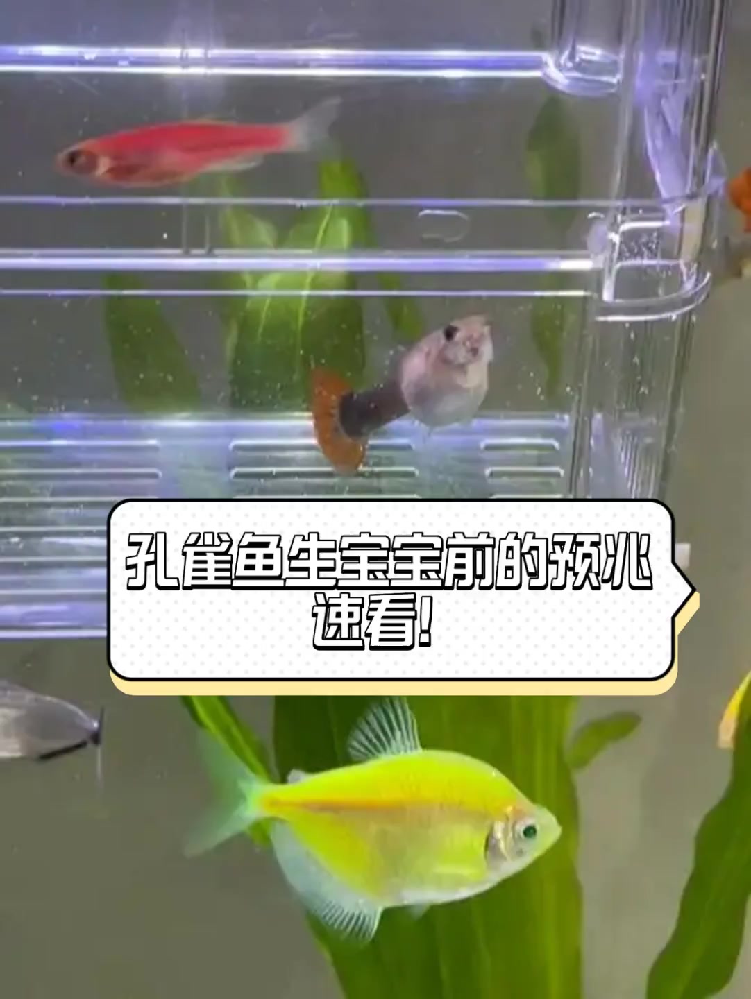 孔雀鱼生宝宝前的预兆,速看!