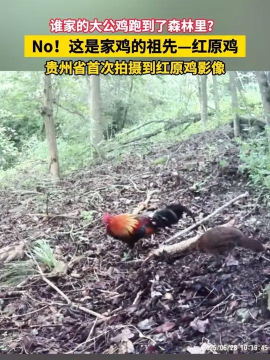 谁家的大公鸡跑到了森林里?NO!这是家鸡的祖先一红原鸡,贵州省首次拍摄到红原鸡影像 国家二