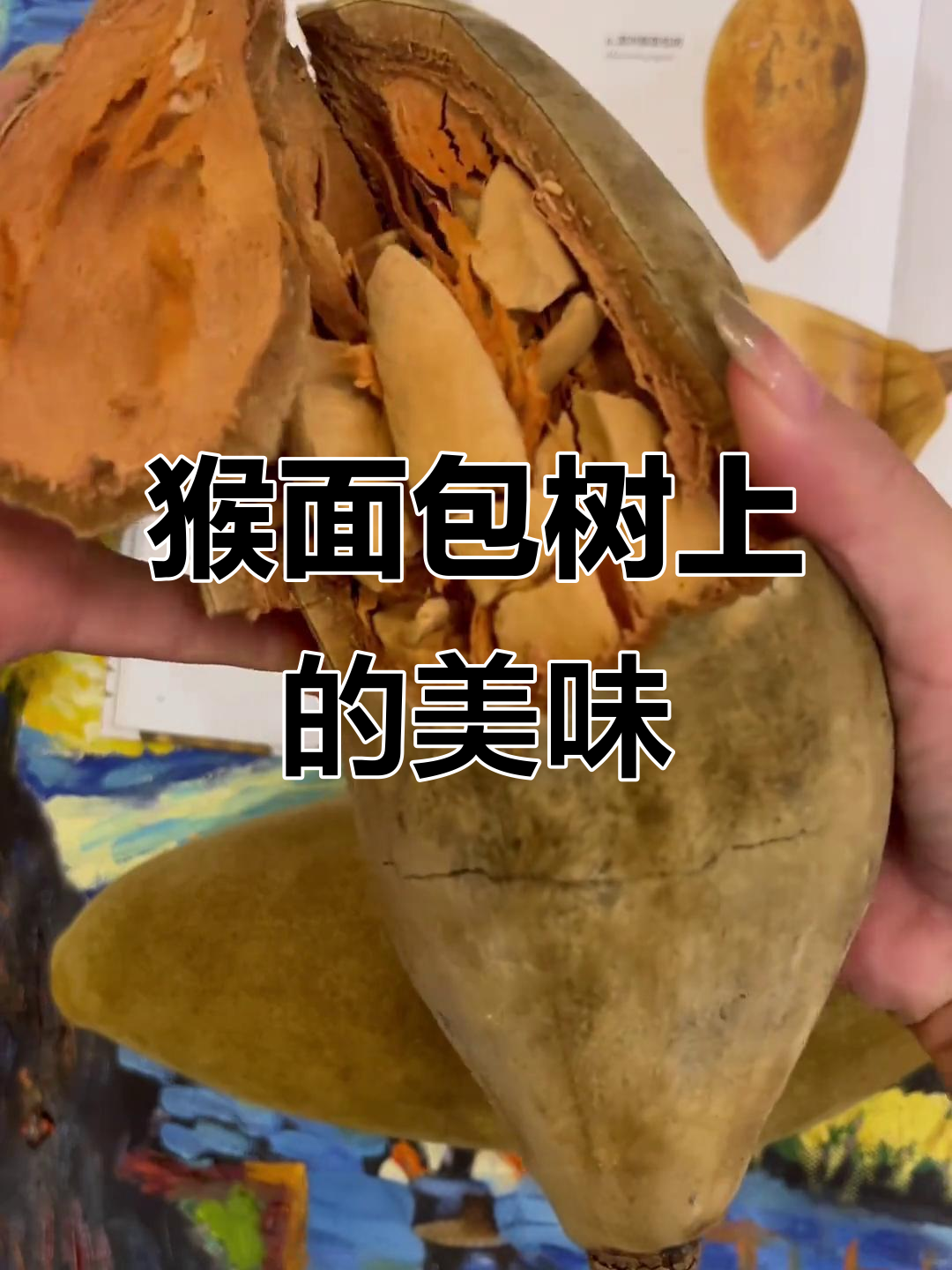 非洲猴面包果：树上长出的“酸甜”面包，你尝过吗？
