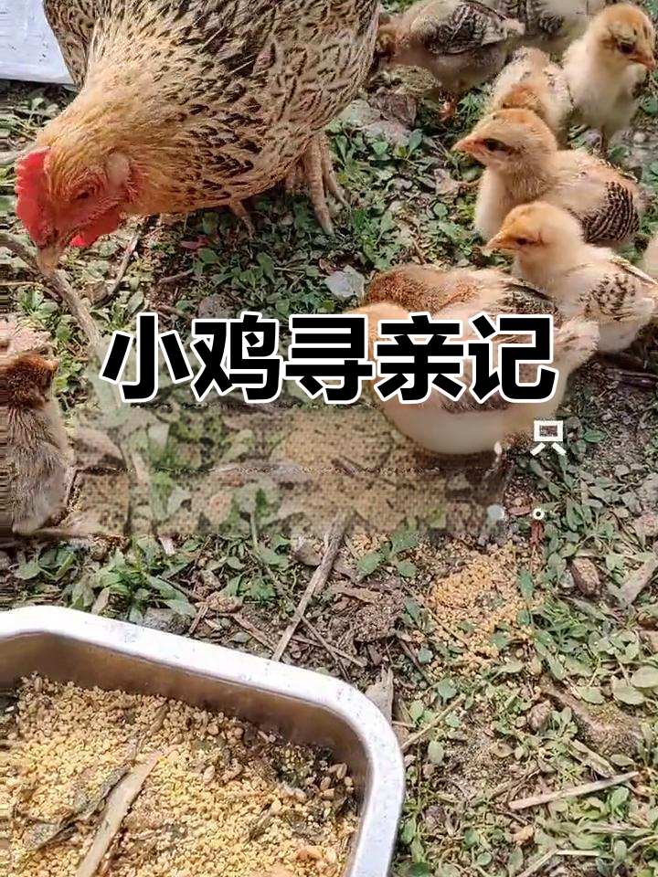 母鸡误将他人蛋孵出,小鸡找妈妈成了我的新任务