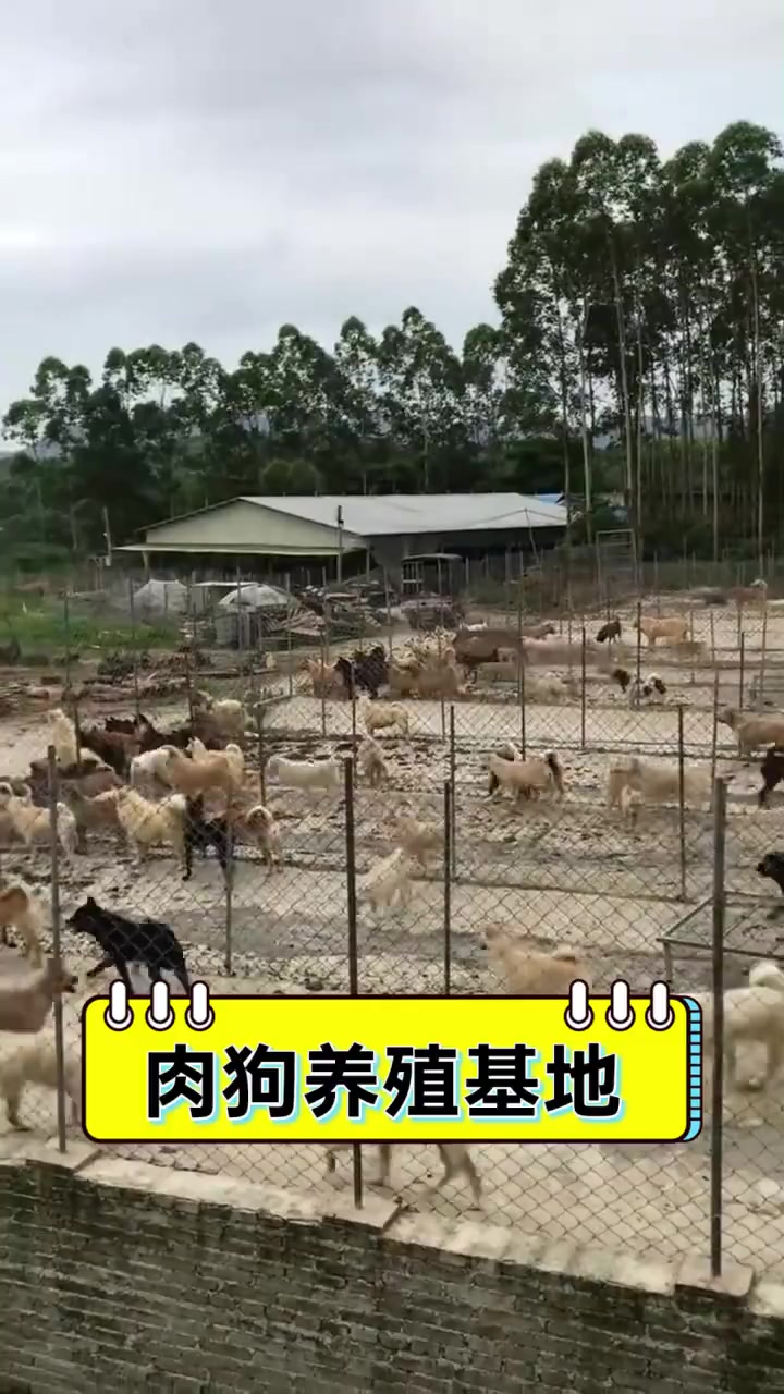 肉狗养殖基地