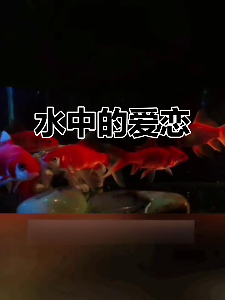 鱼与水的爱情:不离不弃的守护